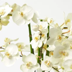 Mrs. Alice Faux Orchid in Chinoiserie Planter< Year-round Decorations | Forever Blooms