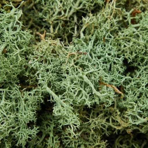 Mrs. Alice Decorative Moss< Spring Decorations | Autumn Decorations