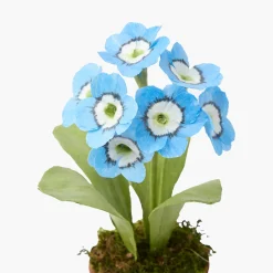 Mrs. Alice Handpainted Blue Auricula< Year-round Decorations | Forever Blooms